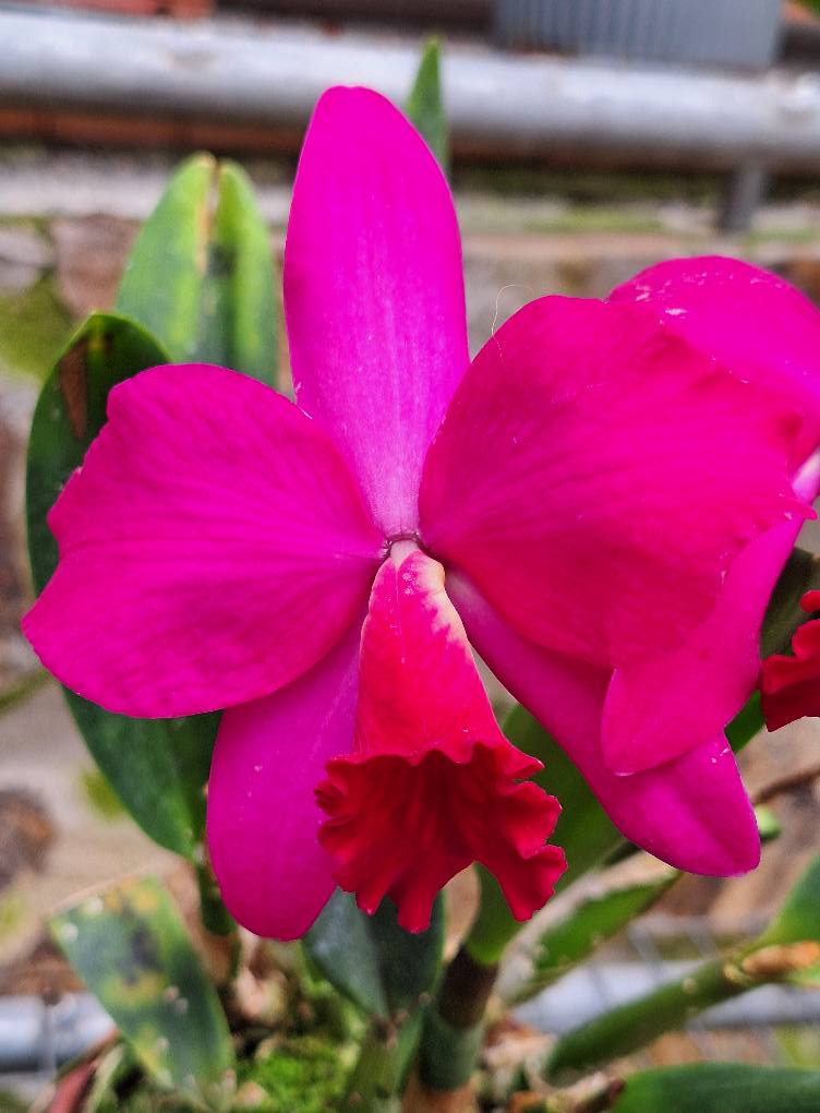Flores Adorno Pujilí Ecuador