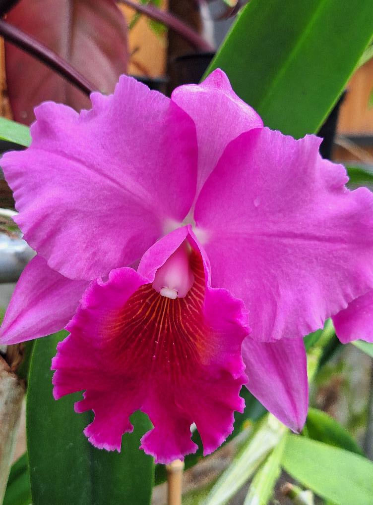 Flores Adorno Pallatanga Ecuador