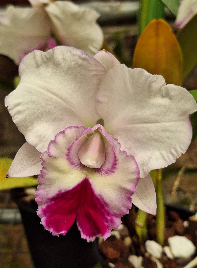 Flores Adorno Catamayo Ecuador