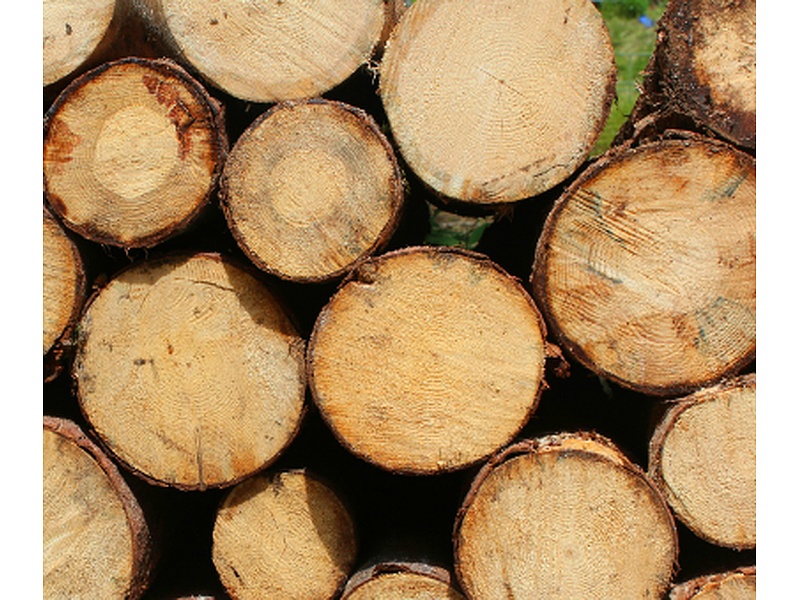 Maderas Seca Ecuador