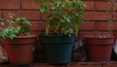 Maceteros para jardines Ecuador